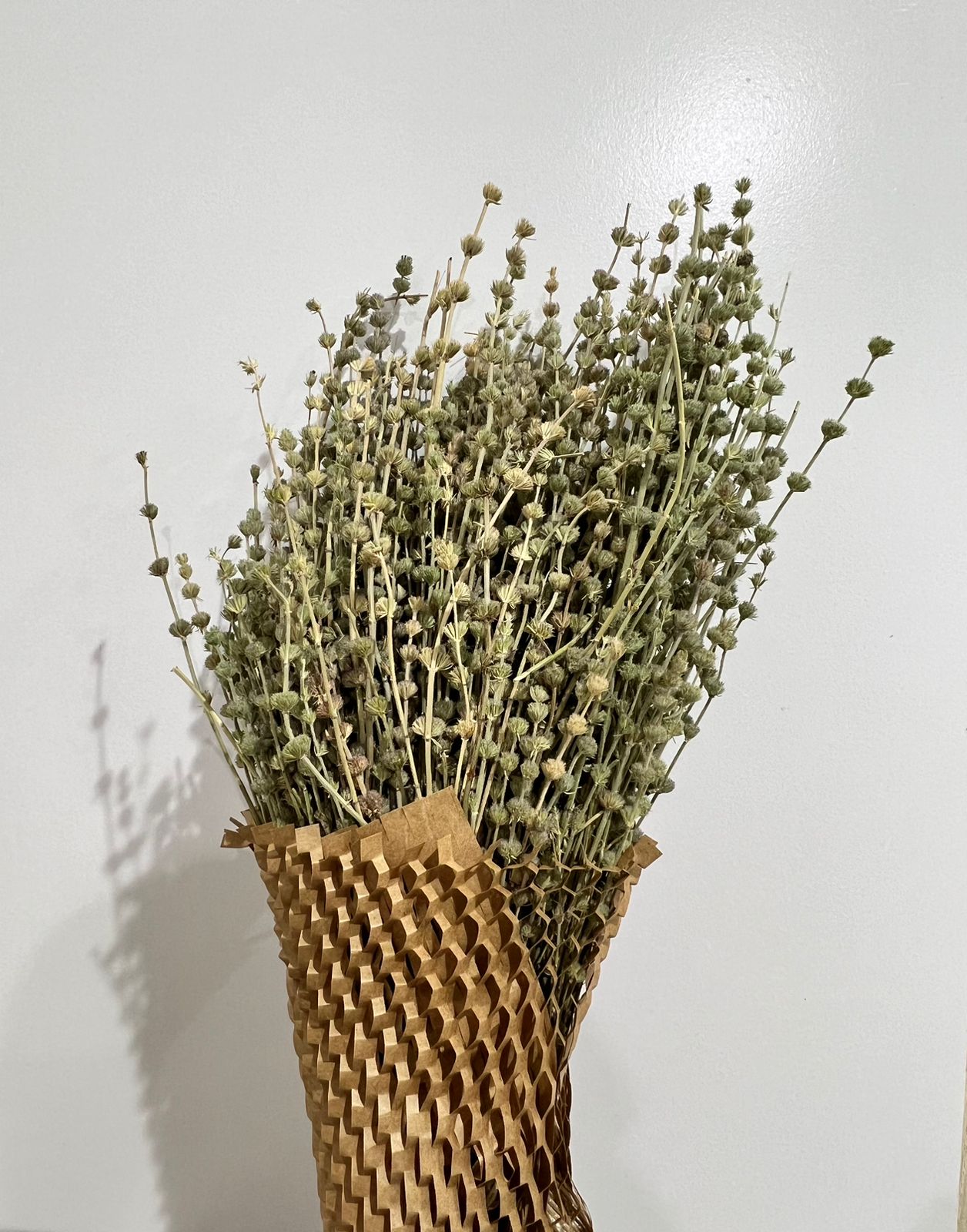 أعشاب الزوفا